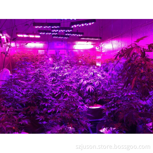 Hot sale 1000w full spectrum led grow lights for indoor grow and bloom